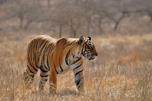 Ranthambore Fort ruins
